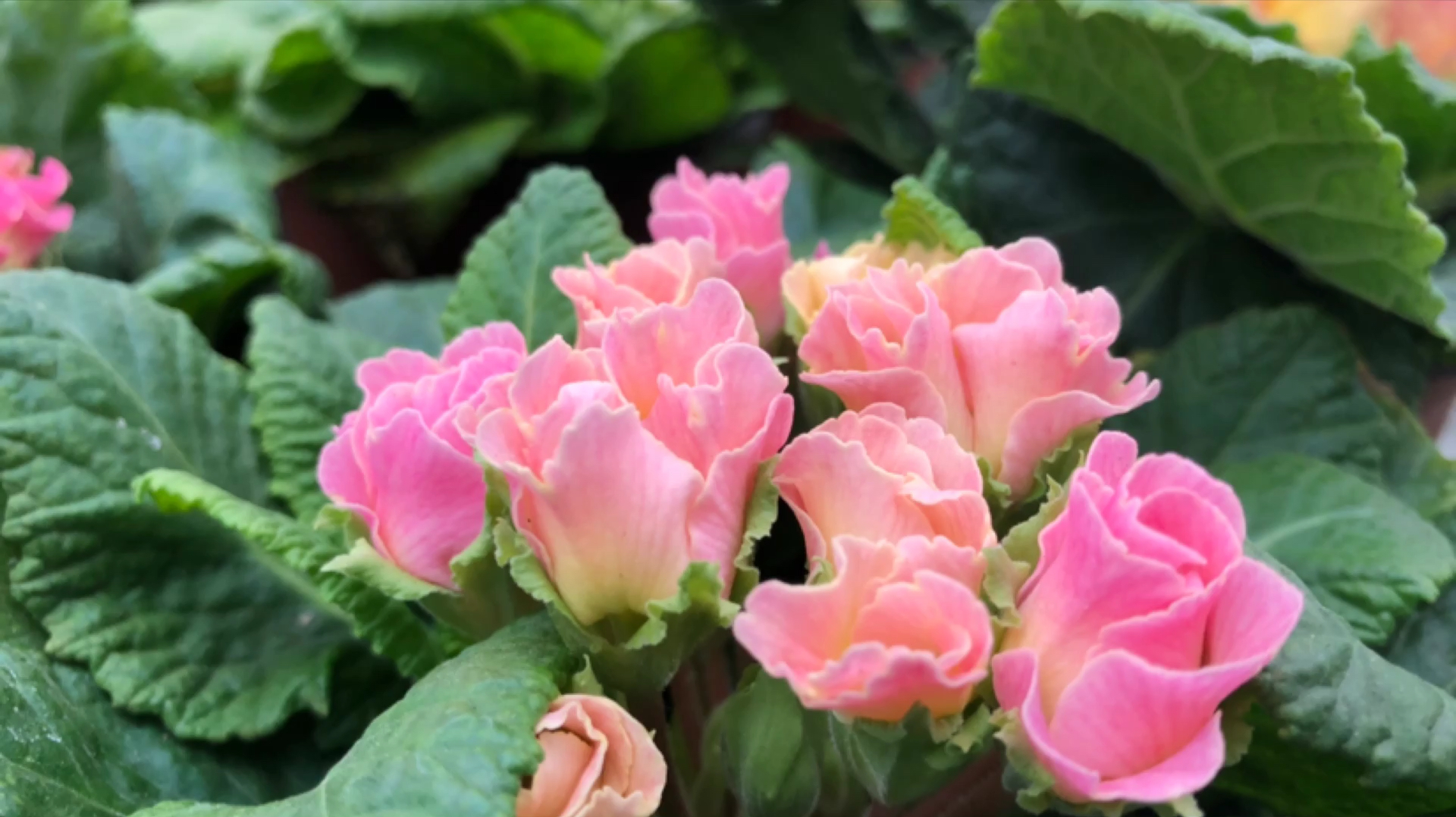 小白菜开出小玫瑰?冬天家庭必备小草花