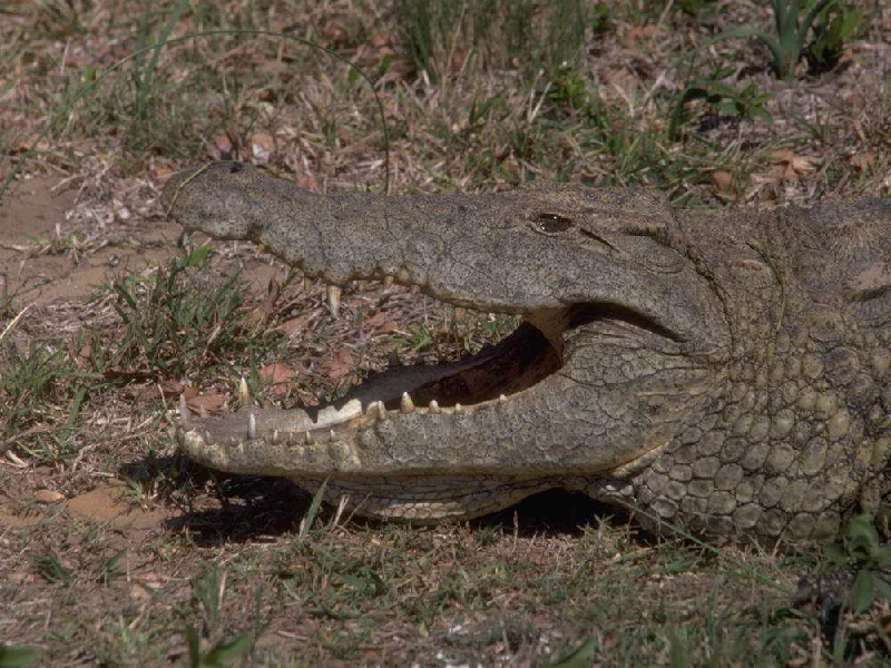鳄鱼在水下是怎样移动的?
