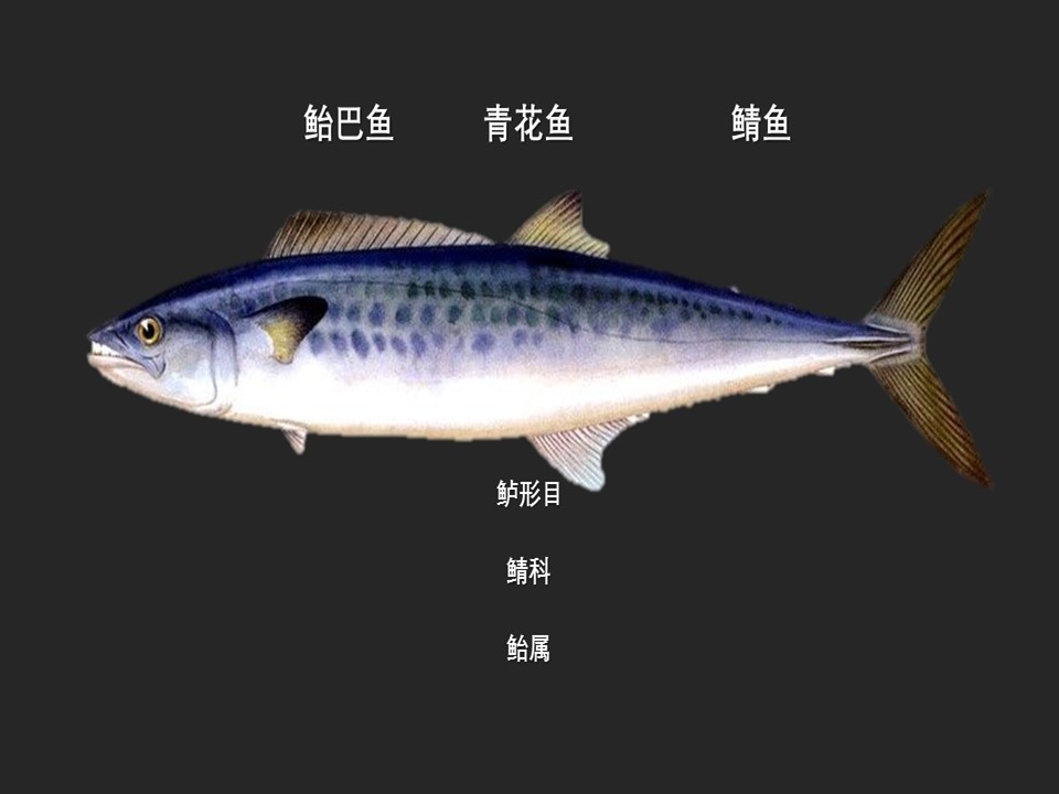 青条鱼:其体粗壮,呈纺锤形,尾柄结实