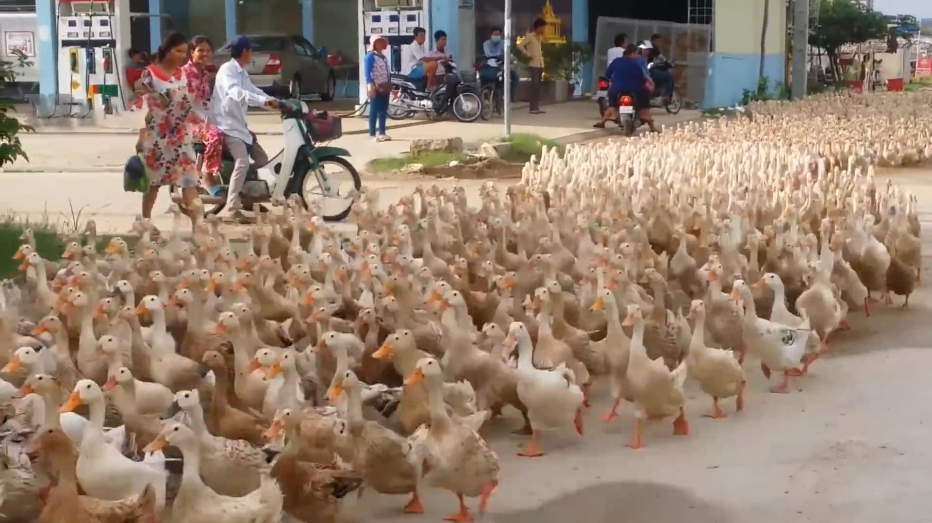 鸭子走路时为何总是一摇一摆?看完总算明白了,都是短腿惹的祸