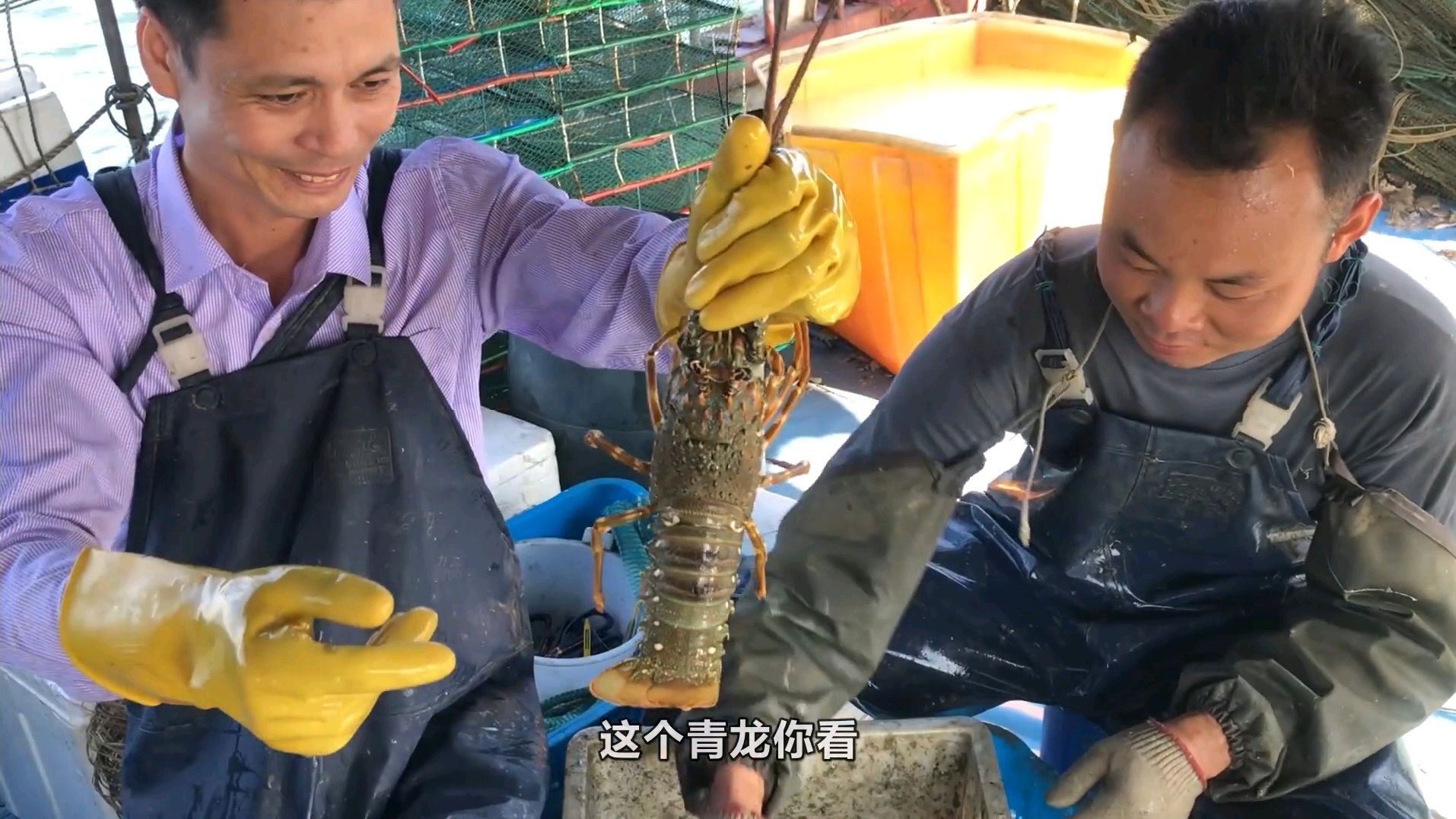 野生大龙虾非常贵重,能捉到这么大个头的也不多见,阿展也满足了