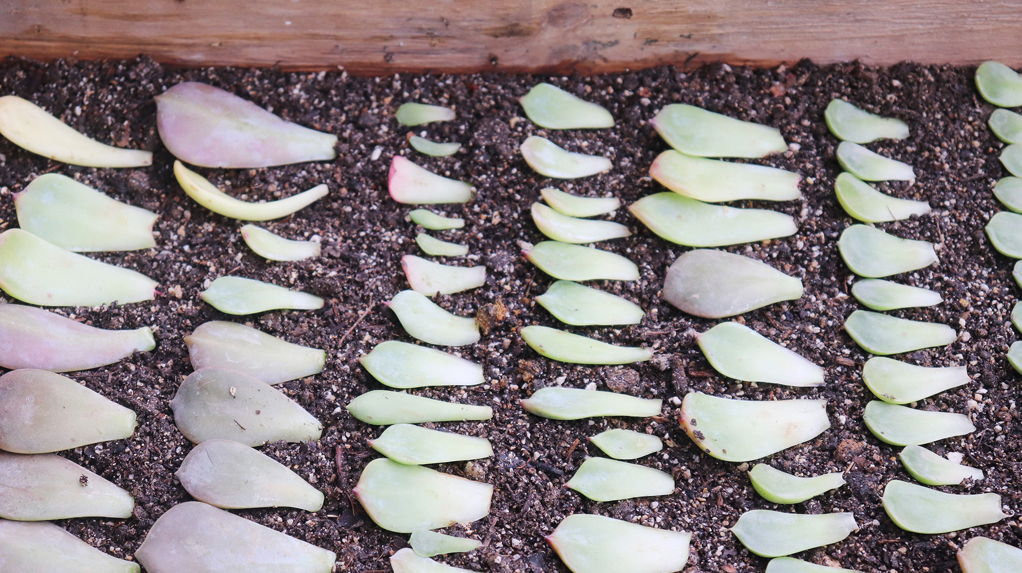 多肉叶子千万别扔,自己配土简单做叶插,一片能变一大盆