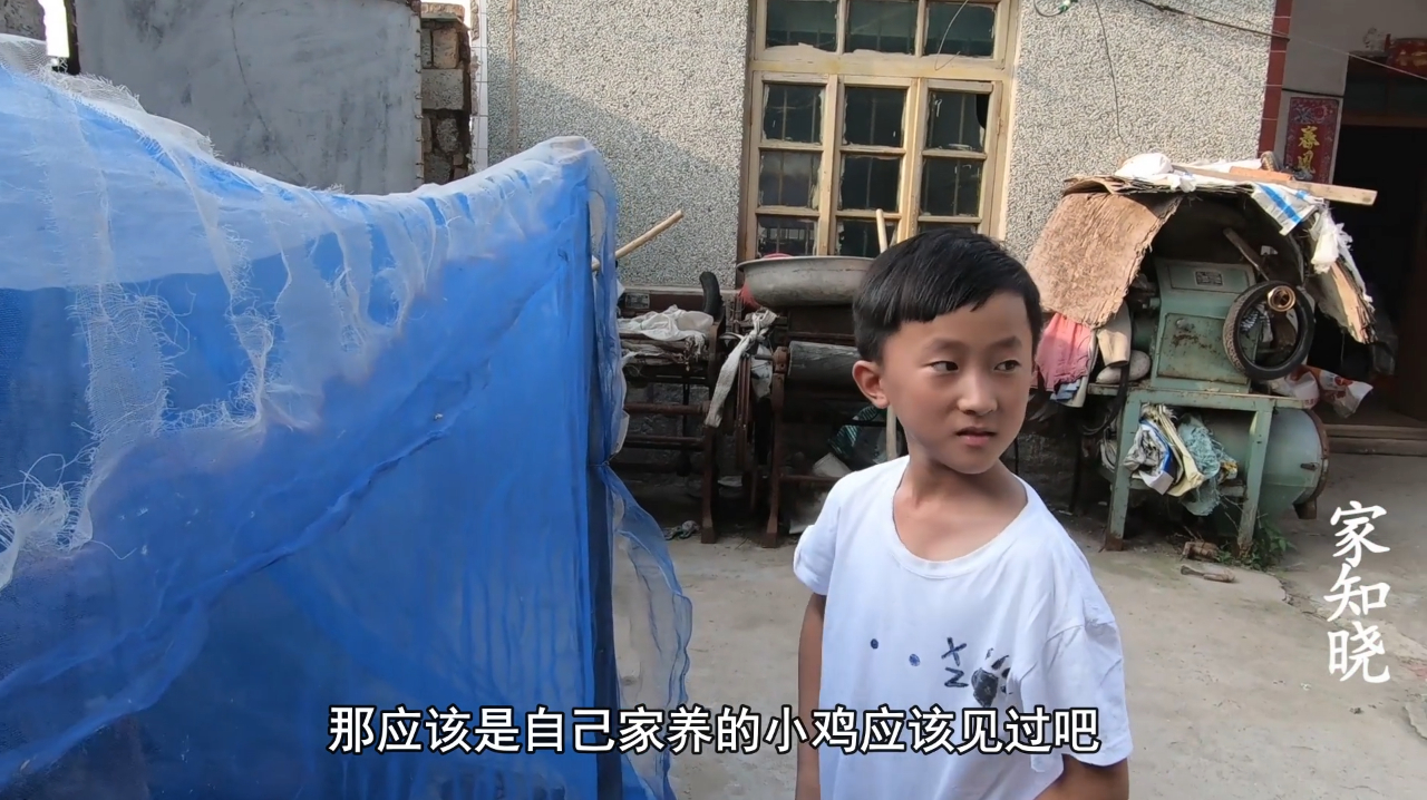 两个月后的小野鸡会长成什么样子,城里面小朋友看着很是惊奇