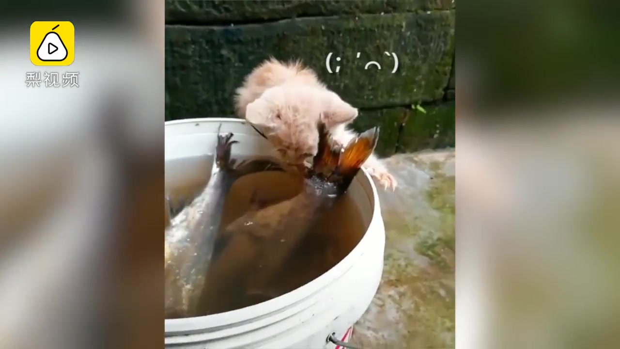 小奶猫野心惊人,吃定大鱼不松口