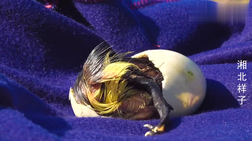 农村小番鸭破壳全过程,可惜鸭妈妈不在身边,只能交给鸡妈妈带大