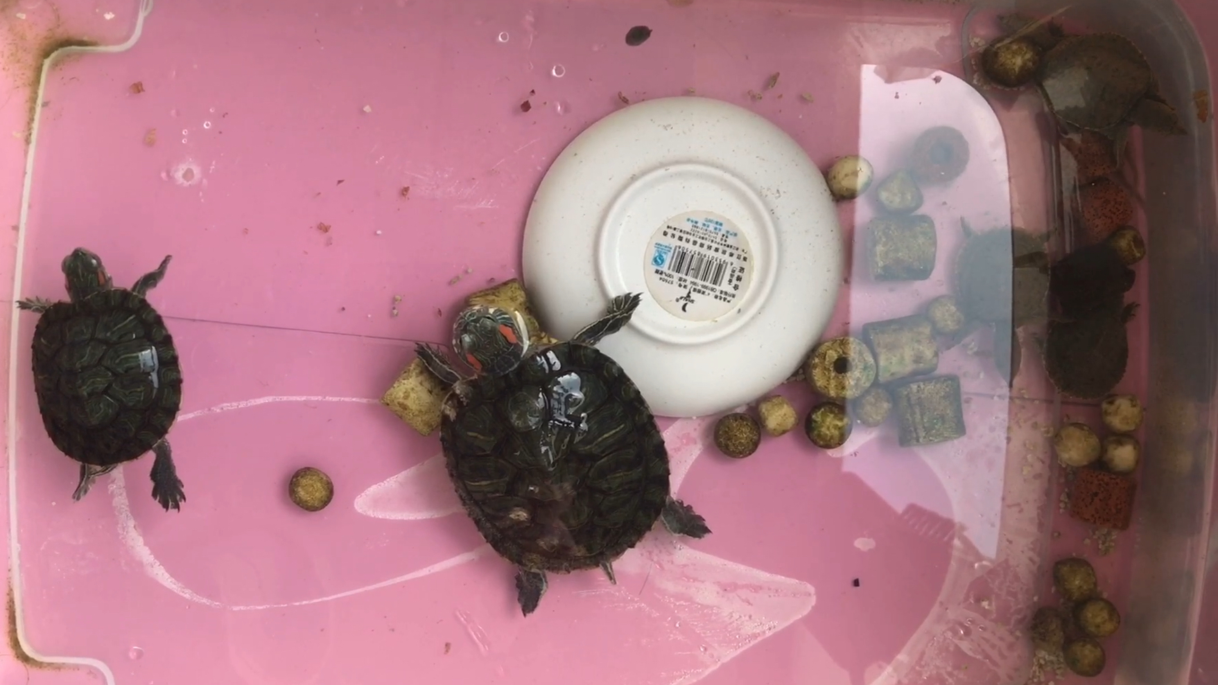 天气热小甲鱼不会自己嚼东西吃,就和巴西龟放一起吃巴西龟的残渣