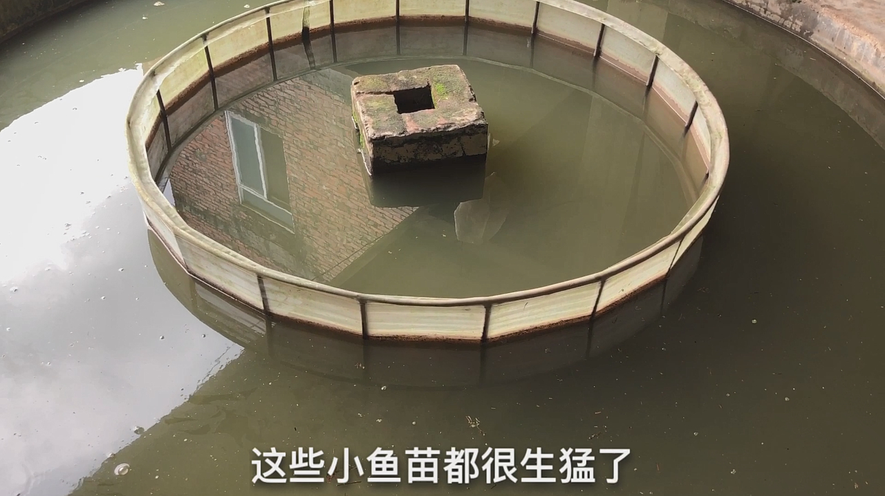 今年大舅育的最后一批青鱼苗,3000多万条,一万尾鱼苗卖10块贵吗