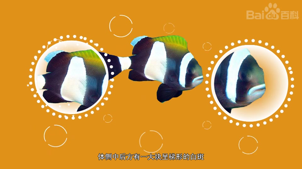 澳洲黑豹小丑鱼