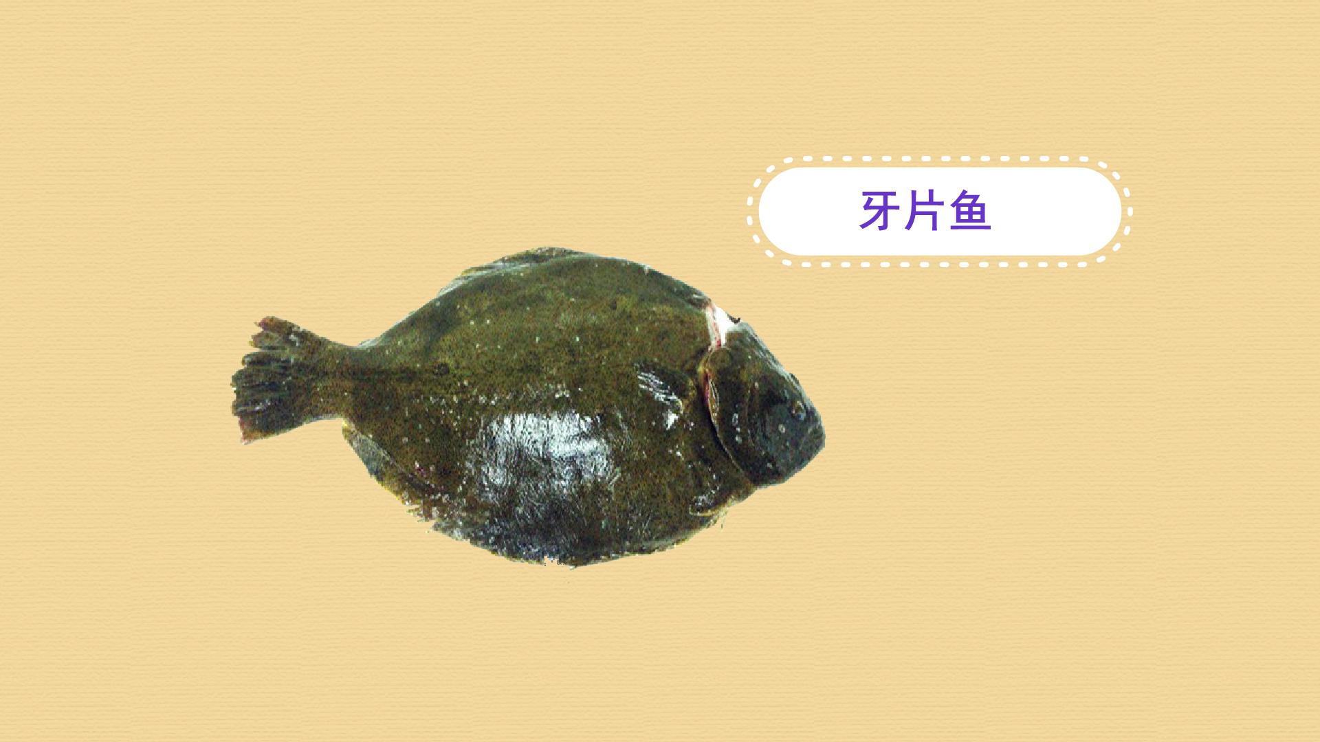 原来牙片鱼长这样