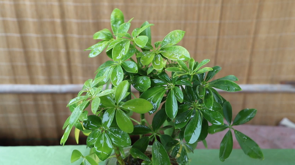 鸭掌木黄叶不断?刨一刨剪一剪,黄叶立马解决