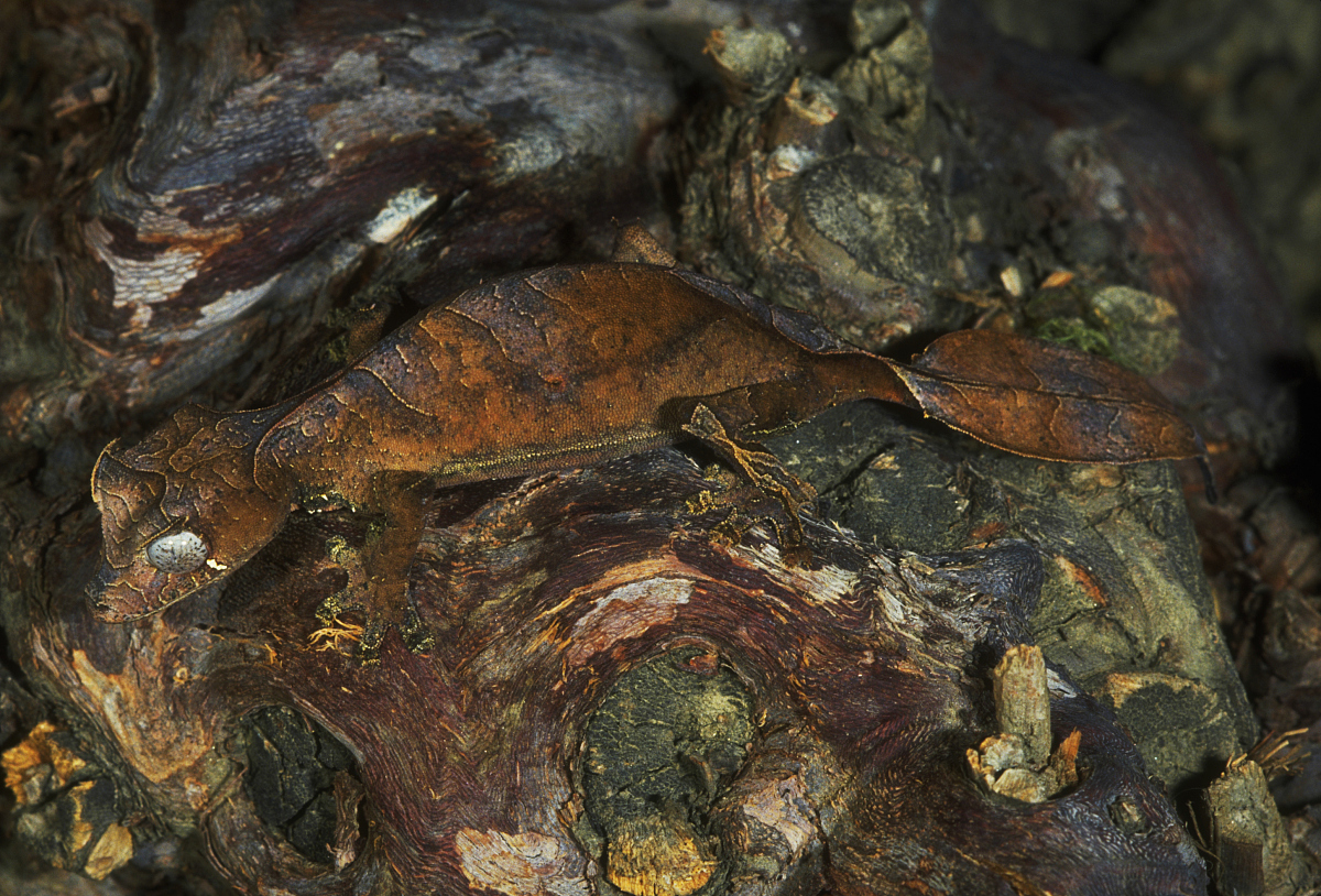 有裂的降真香黄金甲有收藏价值吗用250字帮我详细描述