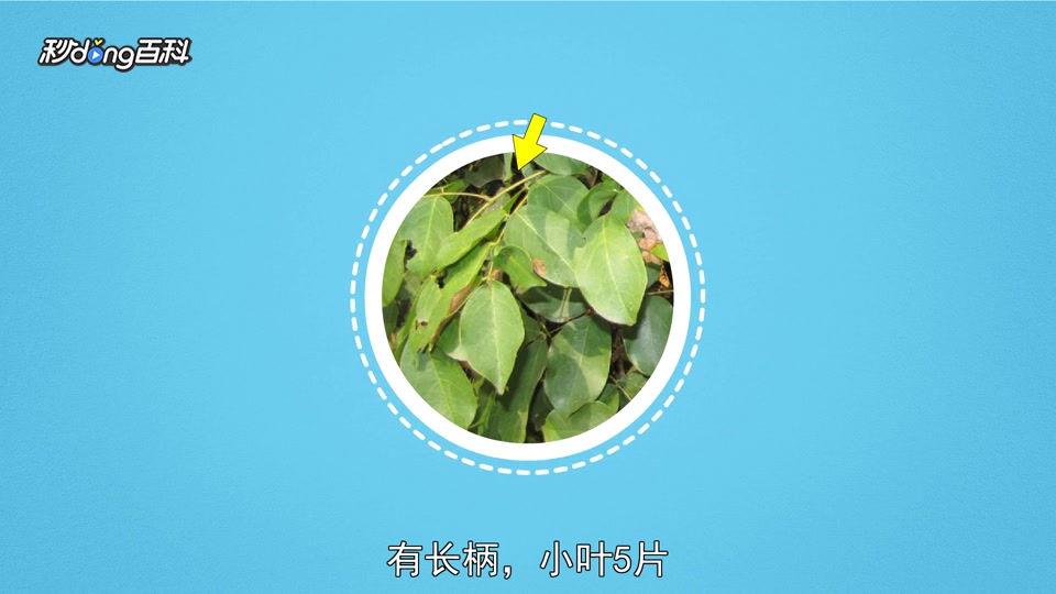 原来柳叶见血飞长这样