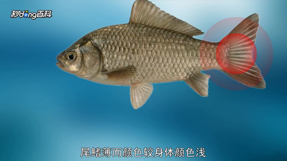 「秒懂百科」原来土鲫鱼长这样