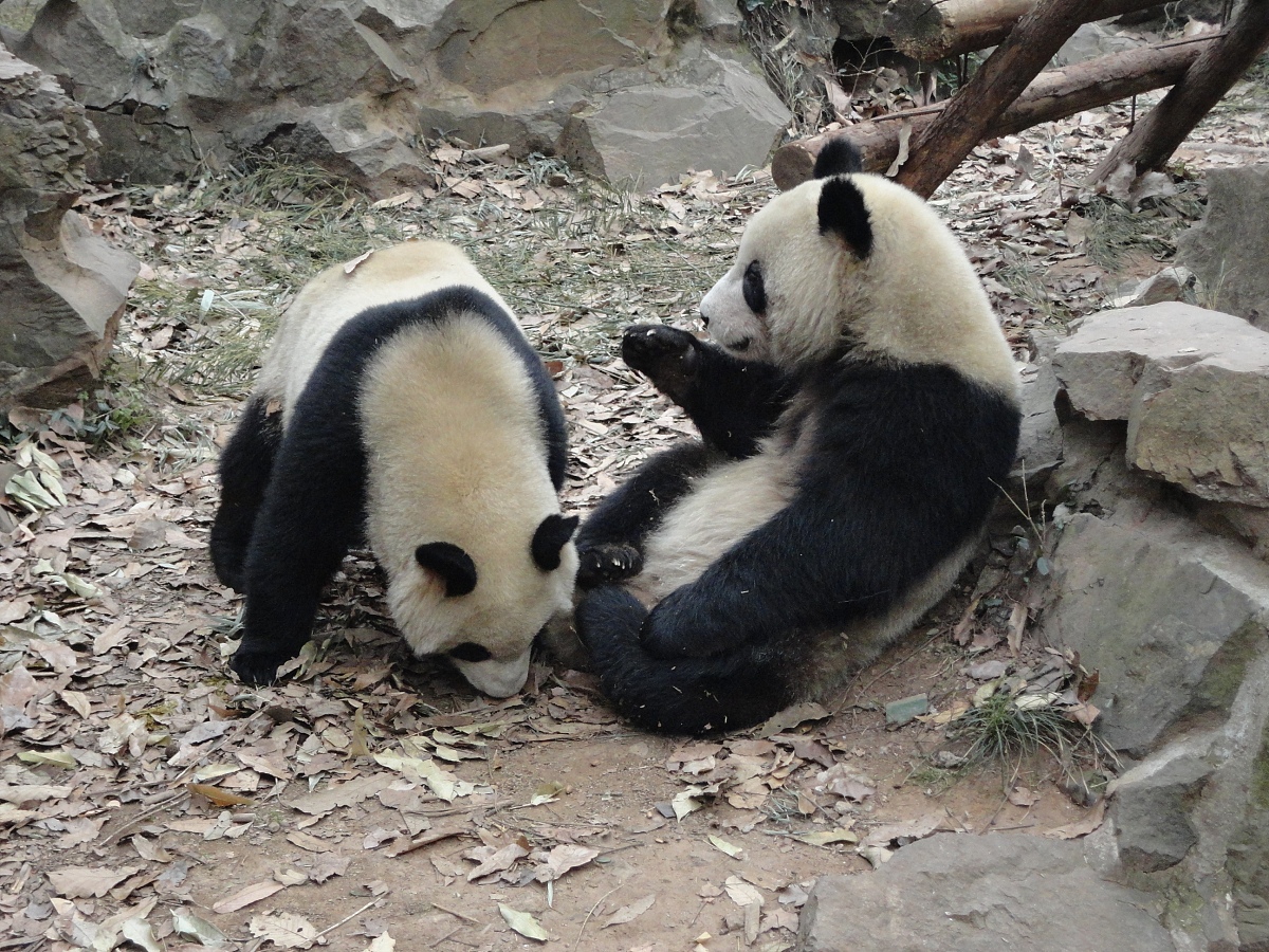 有效去除黑眼圈的6个方法，告别熊猫眼！