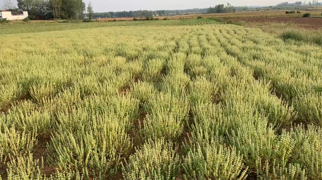 河南驻马店严重干旱,玉米花生已经绝收,地里的荆芥怎么样了?