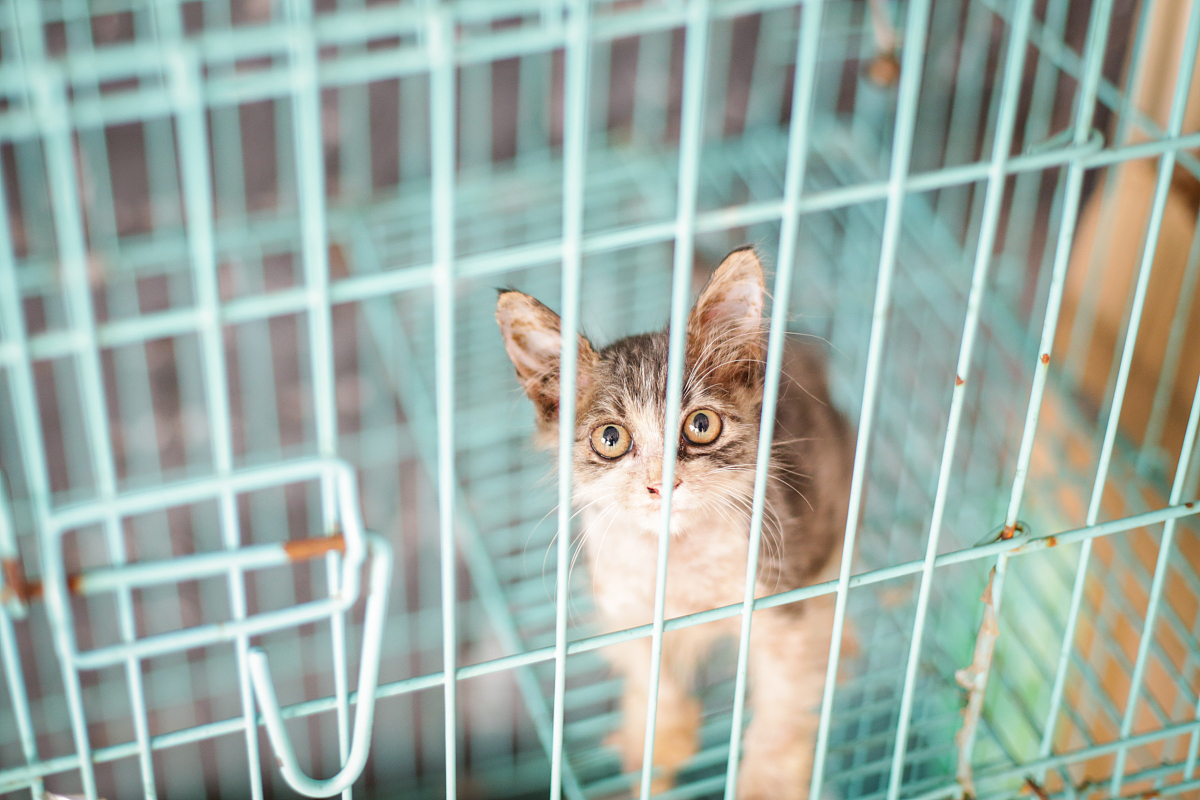 我要创作一个新的搞笑段子出来 需要详细的对话剧本 太该300字左右