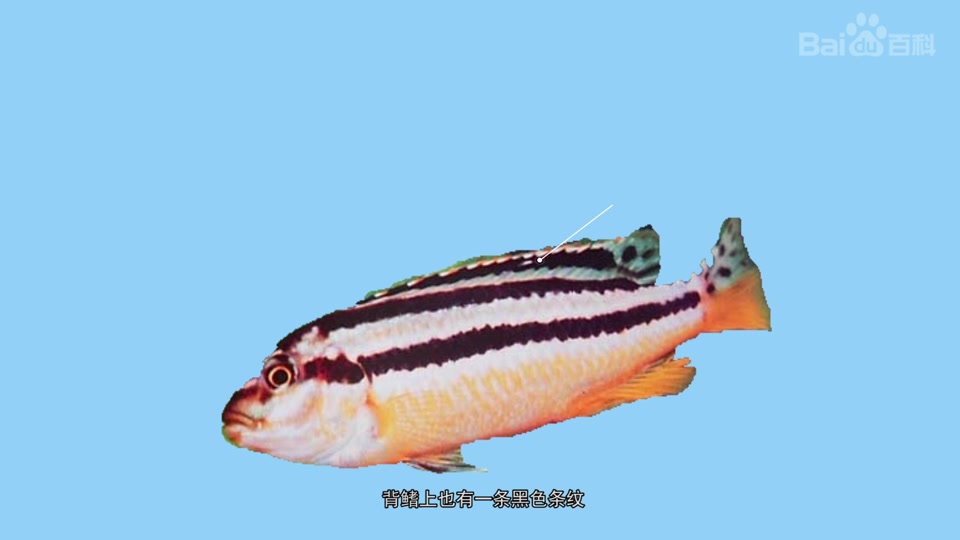 非洲凤凰鱼