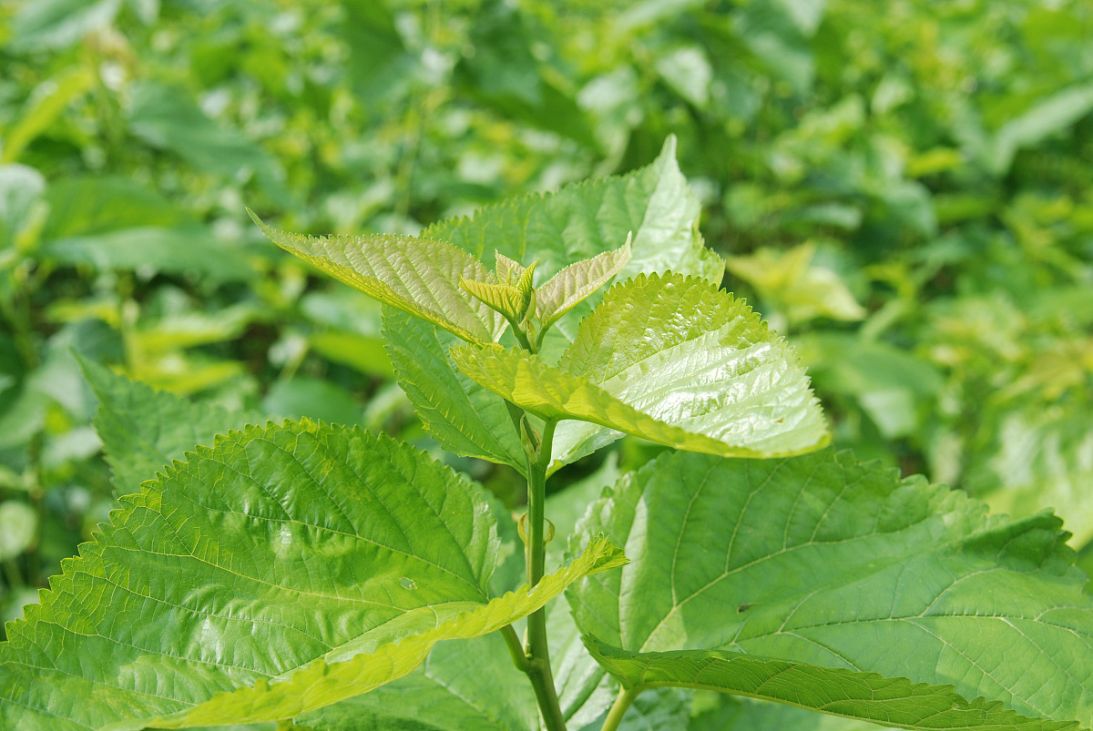 药桑泡酒功效和作用