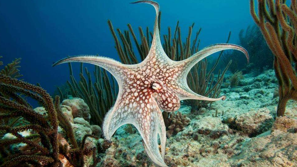 章鱼:广泛分布于世界各大洋的热带及温带海域