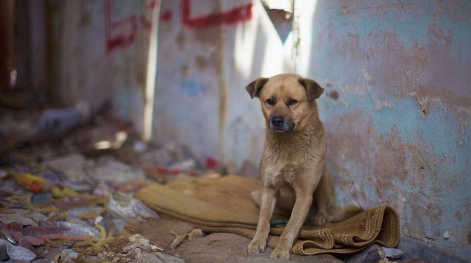 青岛“的姐”花近百万收养流浪狗:360只狗每月花1万6