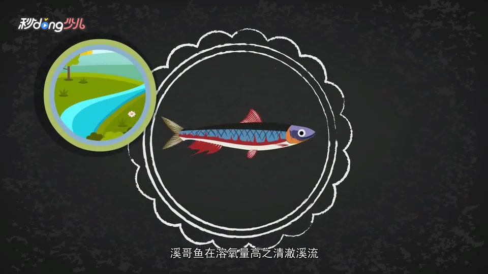 马口鱼和溪哥鱼的区别