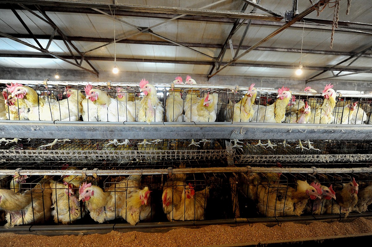 2022年畜牧兽医专业课程改革与发展方向