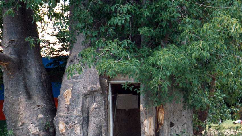 非洲人民的“万能树”,不仅可以取水喝,还可以用来住!