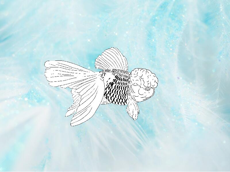 日本金鱼:公元1502年金鱼从中国首度踏上日本国土