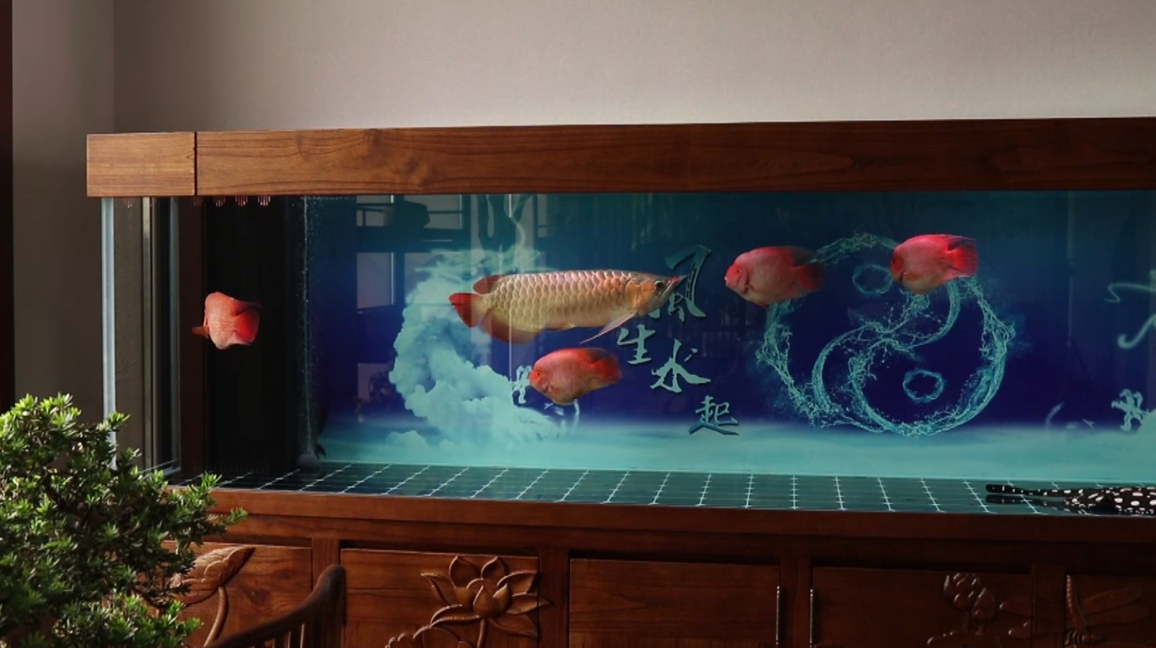 三米龙缸制作及红龙鱼挪缸—亮哥养鱼频道