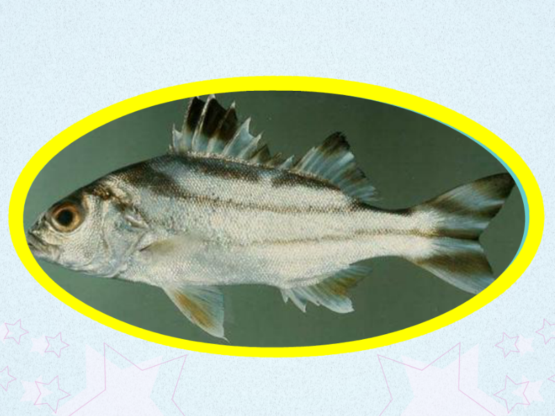 原来这就是细鳞鯻