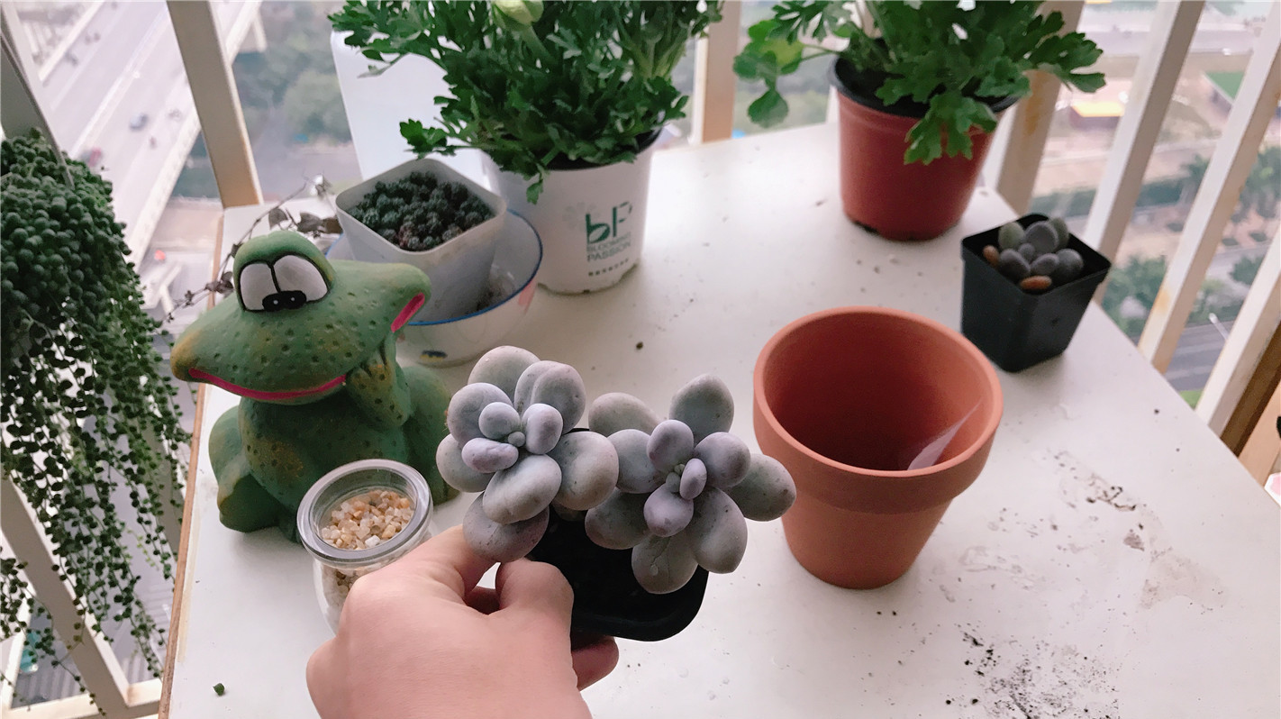 鸡蛋美人太消瘦:上新盆,促新根,多肉胖点才好看!