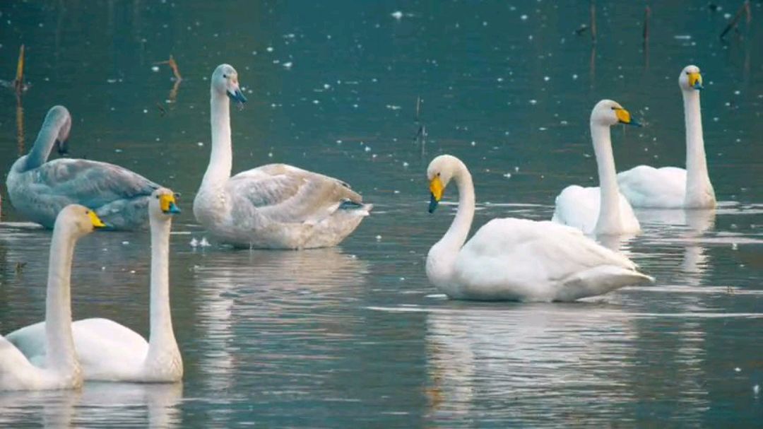 被三门峡飞机惊扰的白天鹅又飞回了平陆