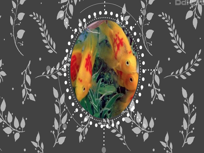 纹身鱼:是一类鱼体上被人为地“印染”上各式图案