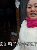 春季农村散养的鸭子下蛋少,妹子中午给鸭子加餐,会提高下蛋率?