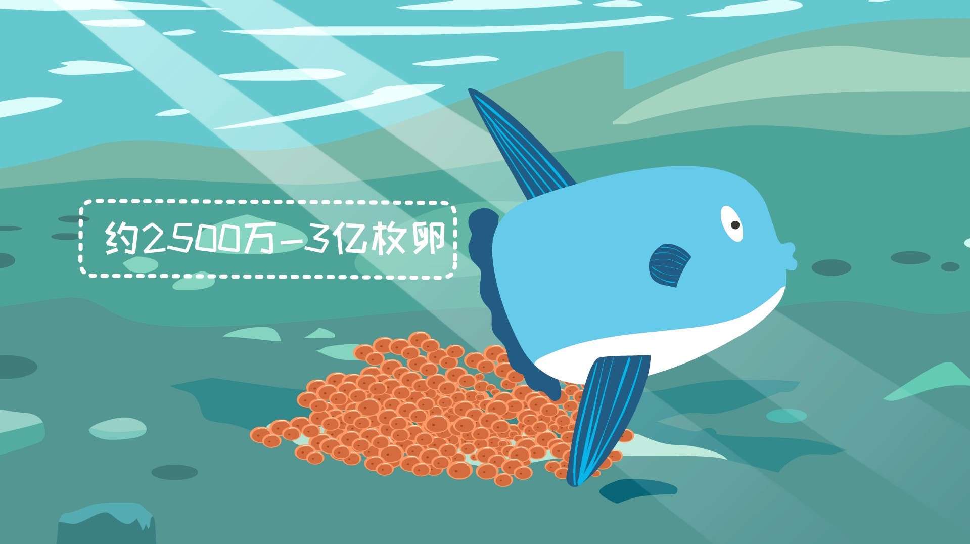 什么鱼产卵最多?