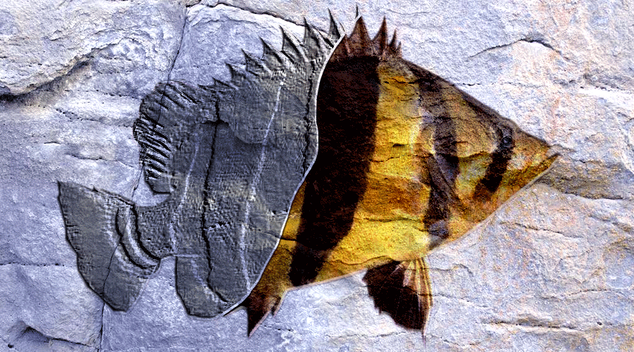 026期丨泰国虎鱼,一种渐渐消失在我们视线的热带鱼