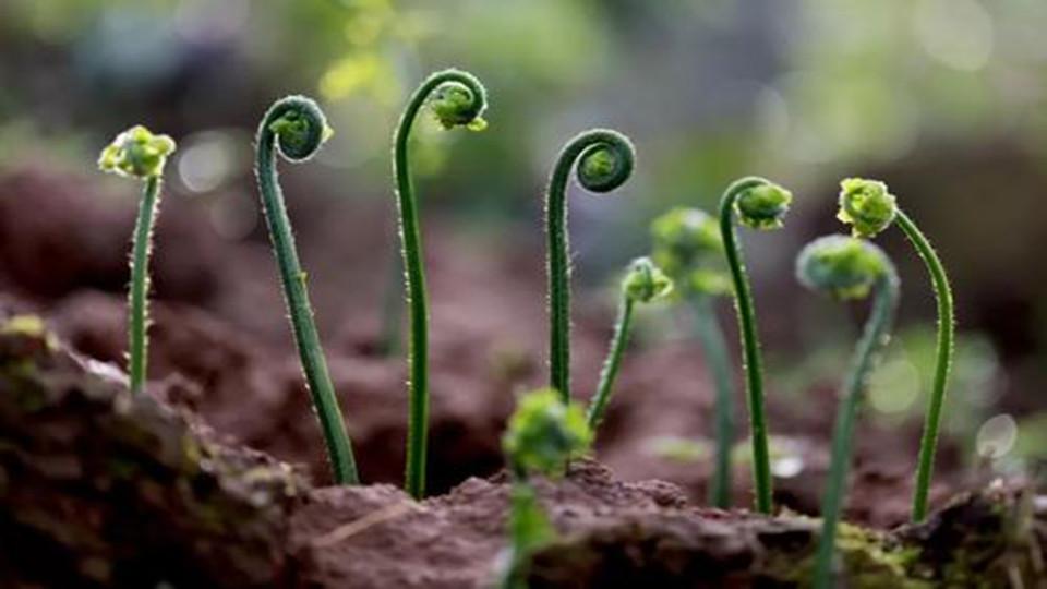 一分钟了解山蕨菜