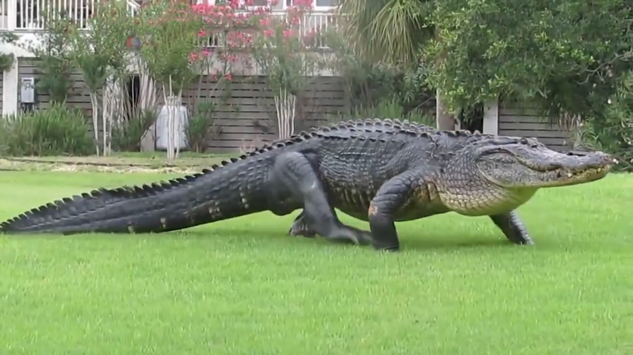 鳄鱼能跑多快?超乎你的想象,没见过只是它们懒得跑