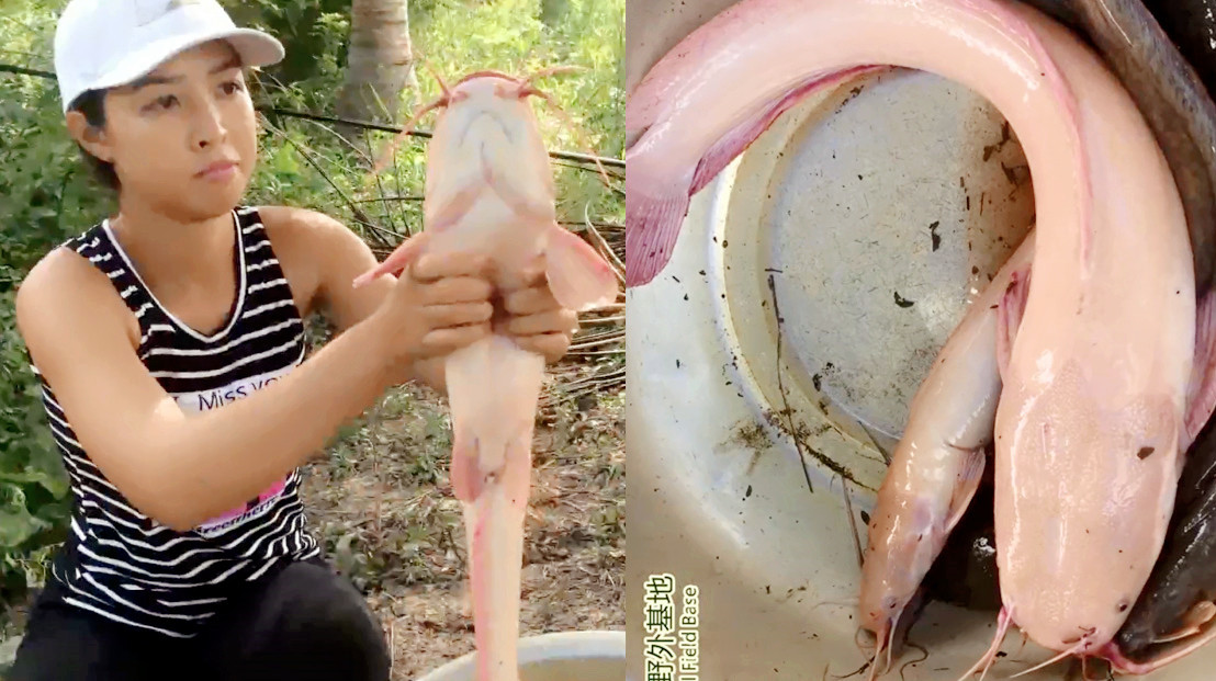 捕鱼达人:小河边钓鱼,竟然意外的钓到两条白化的鲶鱼,挺稀罕的