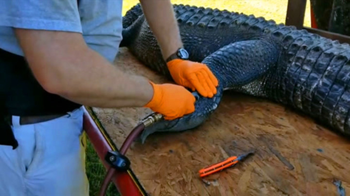 光鲜亮丽的背后有多残忍,看取鳄鱼皮过程后,你还想买奢侈品吗