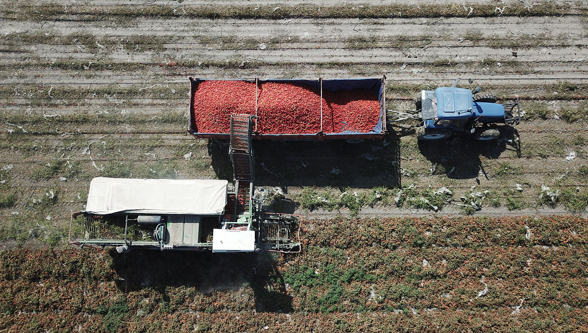 枸杞采摘机设计与建模开题报告