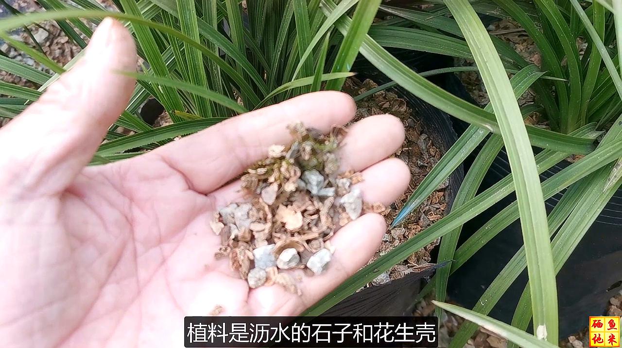 [图]去兰花基地拔兰花，看看种植环境怎么样？为啥会长出这么好的兰花