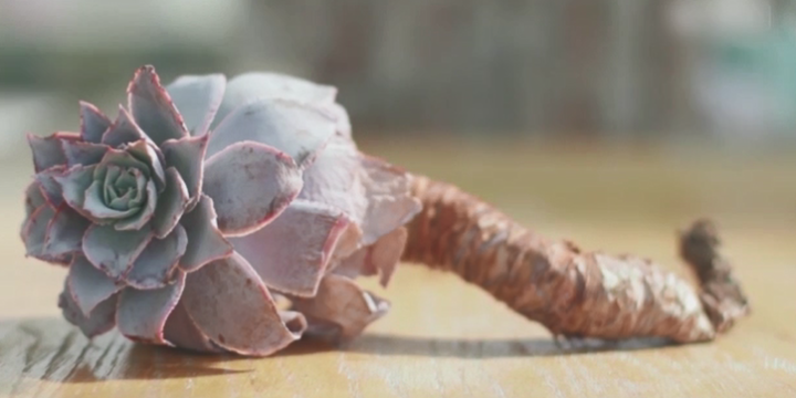 多肉黑腐了怎么办?千万别犹豫,早发现早治疗!