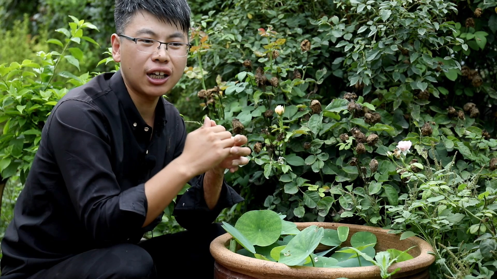 [图]种死七八盆莲花，总结出来这些荷花养护经验