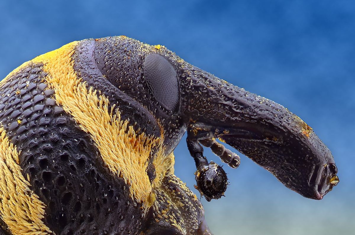 震惊！吃草就能变身植物？这种小可爱竟然自带光合作用！