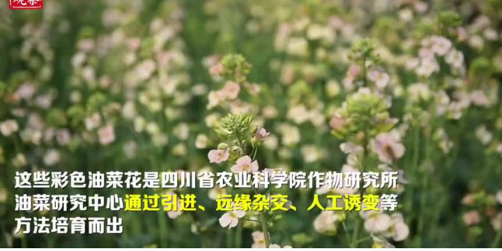 超美!油菜花竟然有十几种颜色?橘红、粉、白、桃红、紫