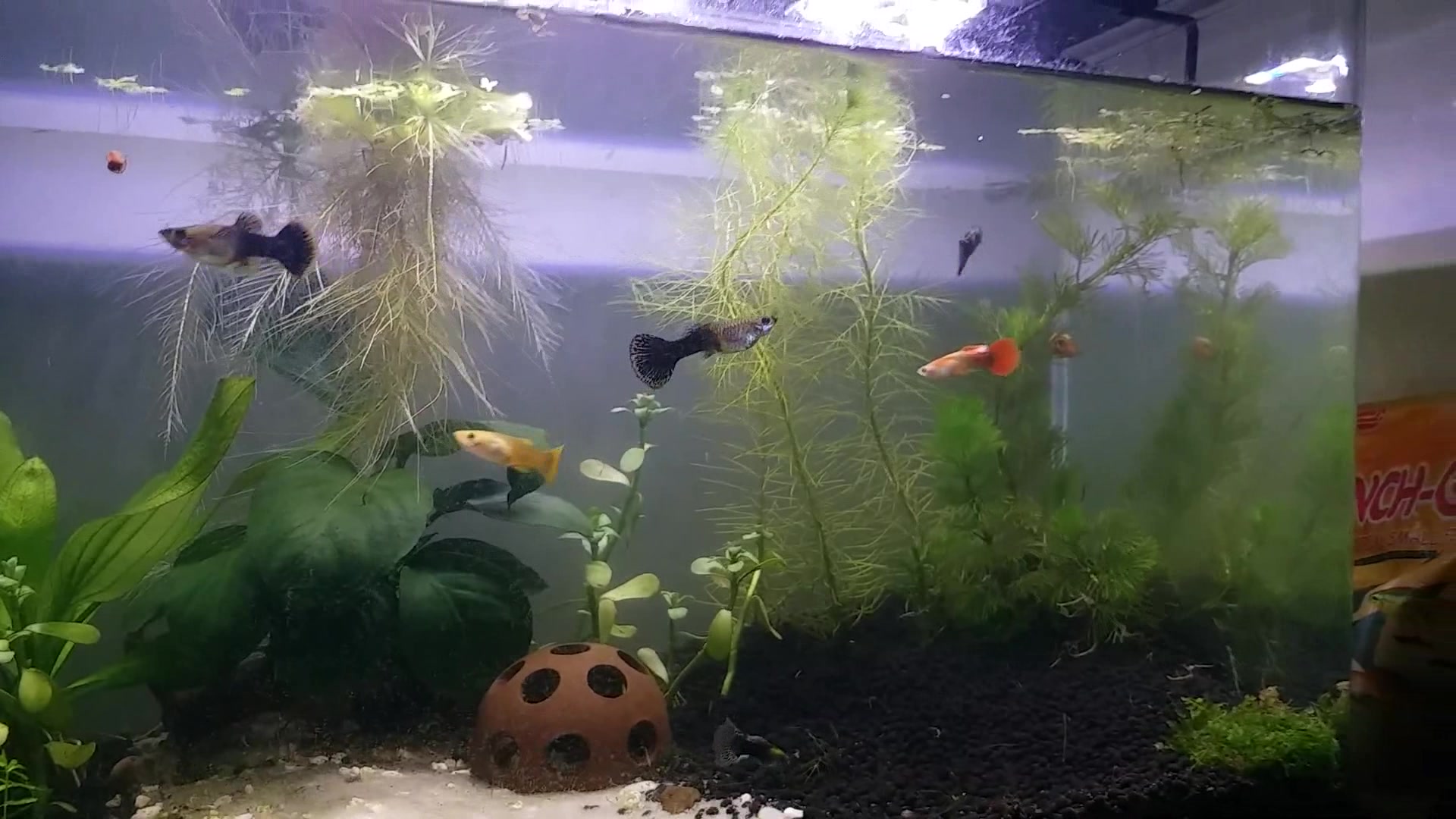 朋友家客厅鱼缸中,竟有几条这么大的孔雀鱼,太漂亮了