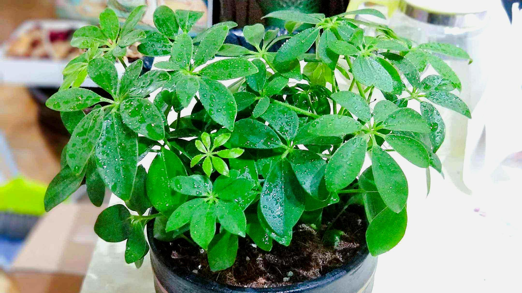 这3种材料混合使用,鸭掌木最喜欢了,能让它们长势更喜人