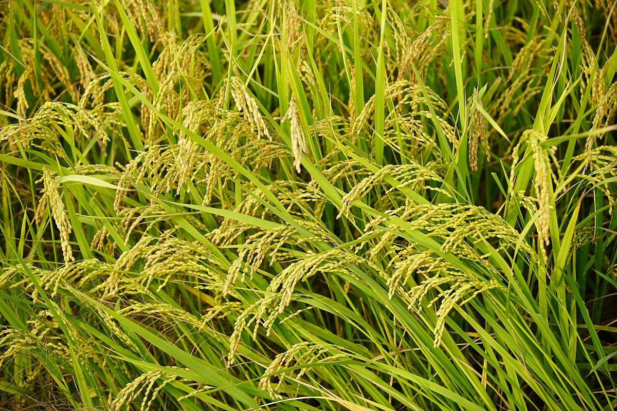 广西梧州农业学校2023年招生简章 - 培养未来农业人才