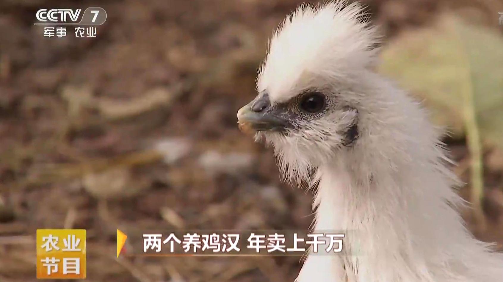 鸡的耳朵长在哪儿?带你解密“白凤仙子”泰和乌鸡的卖点